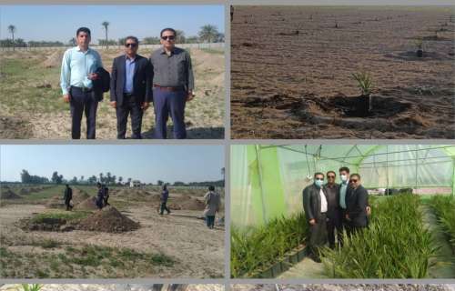 مجری طرح نخیلات کشور از نخلستان های جدید الاحداث خرمای رقم مجول در جنوب کرمان بازدید کرد